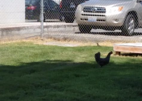 Chicken on Campus