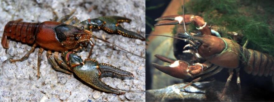 Crayfish Researchers: A In-depth Look at a Zoology Field Trip