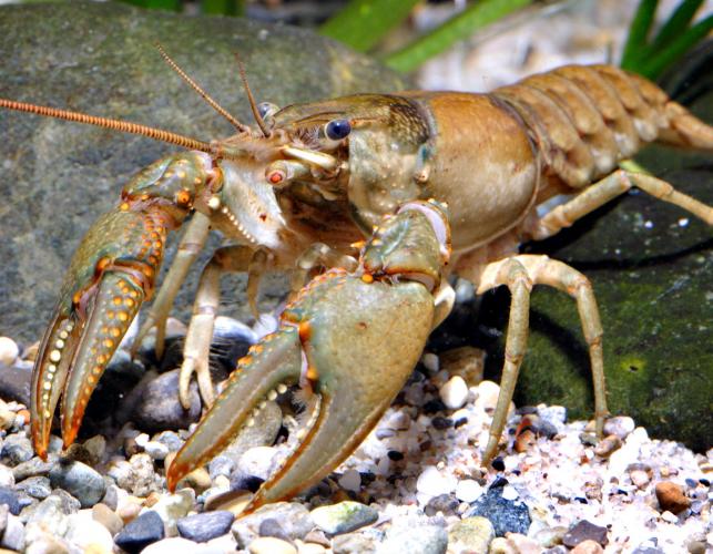 virile_crayfish