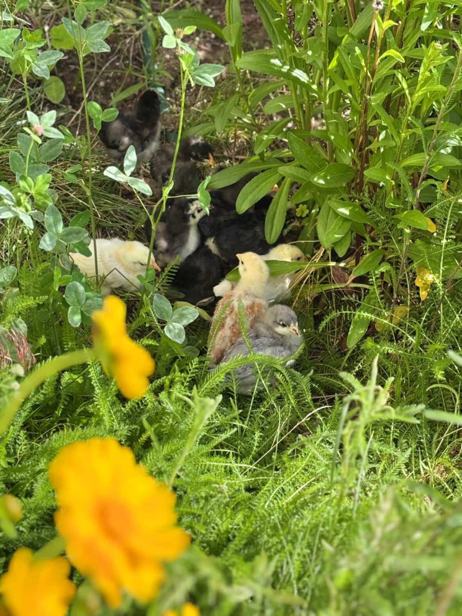 The Word Around The Flock: Ms Dunn's Chickens