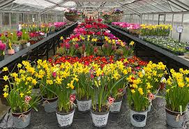 Plant Science Classes Getting Ready for Plant Sale