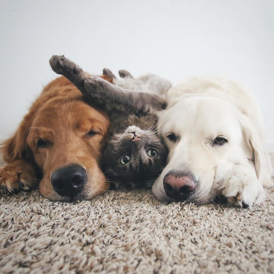 Dog or Cat Person?